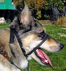 best led dog collar