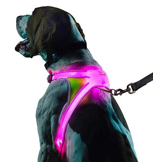 best LED dog collar for dog