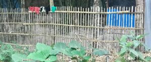 simple bamboo fence design