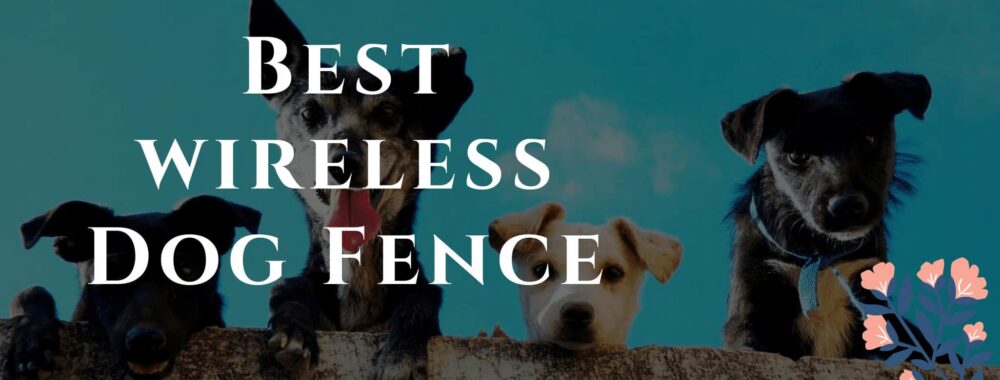 best wireless dog fence