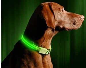 illumiseen led dog collar - usb rechargeable