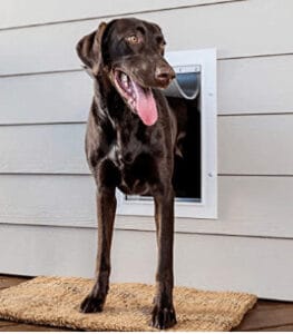 dog door for screen porch